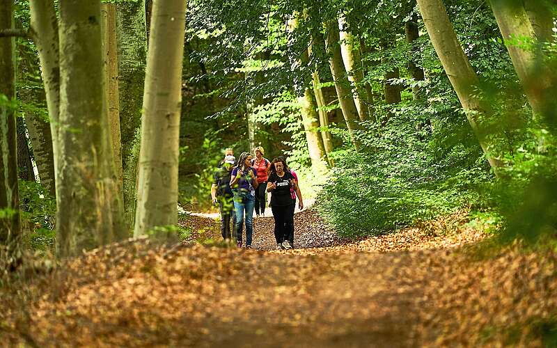 Gruppe von mehreren Personen wandert auf einem mit Laub bedeckten Waldweg umgeben von hohen Bäumen