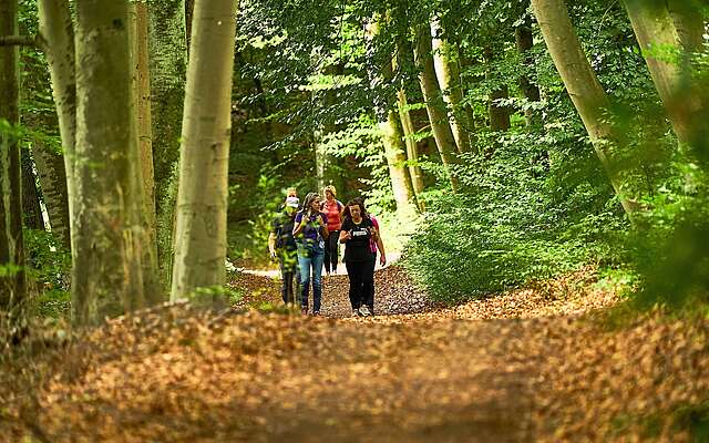 Gruppe von mehreren Personen wandert auf einem mit Laub bedeckten Waldweg umgeben von hohen Bäumen