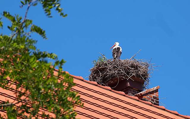 Ein Storch steht in seinem Nest, dass auf einem Dach mit roten Dachziegeln liegt. Link ragen grüne Blätter ins Bild.
