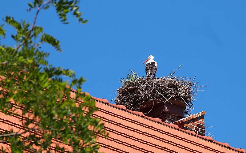 Ein Storch steht in seinem Nest, dass auf einem Dach mit roten Dachziegeln liegt. Link ragen grüne Blätter ins Bild.