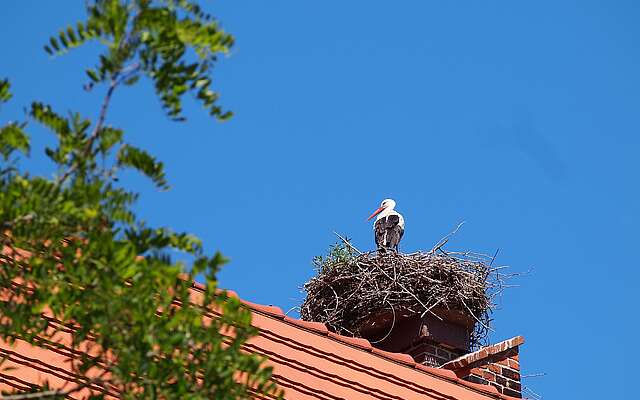 Ein Storch steht in seinem Nest, dass auf einem Dach mit roten Dachziegeln liegt. Link ragen grüne Blätter ins Bild.