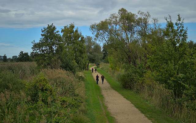 <p>Eine Aufnahme aus Vogelperspektive zeigt einen natürlichen Fußweg durch eine grüne Schilf- und Baumlandschaft.</p>