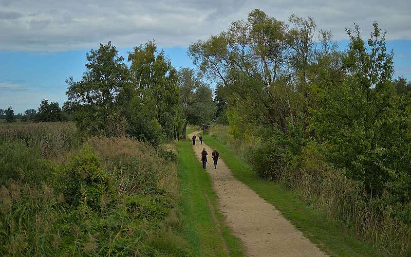 Eine Aufnahme aus Vogelperspektive zeigt einen natürlichen Fußweg durch eine grüne Schilf- und Baumlandschaft.
