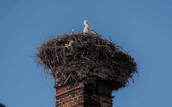 Storchennest