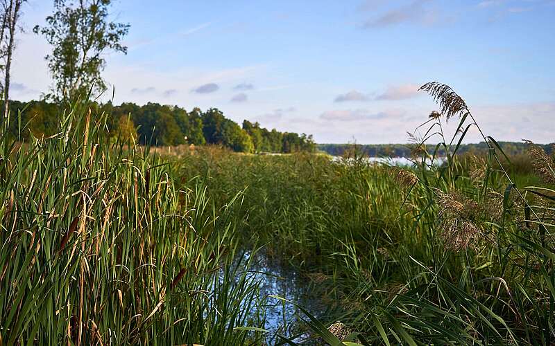 Blick über dichtes Schilf an einem Gewässer mit Bäumen am hinteren Ufer unter blauem Himmel