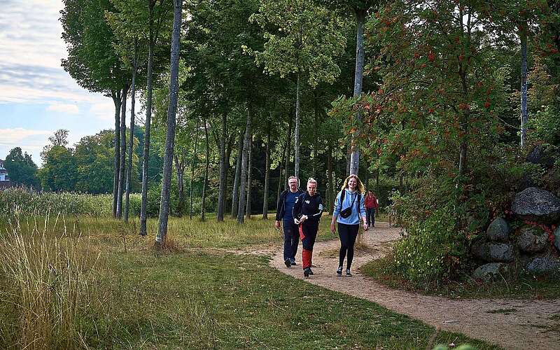 Drei sportlich gekleidete Wanderer gehen auf einem gewundenen Waldweg, umgeben von hohen Bäumen und Wiesen