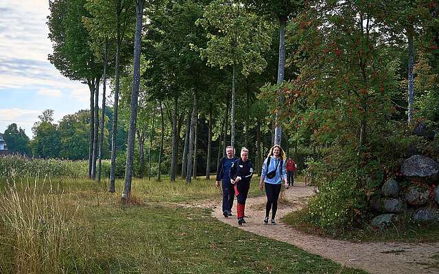 Drei sportlich gekleidete Wanderer gehen auf einem gewundenen Waldweg, umgeben von hohen Bäumen und Wiesen