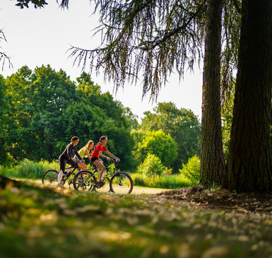 Drei Radfahrerinnen auf einem Weg im sonnendurchfluteten Wald.