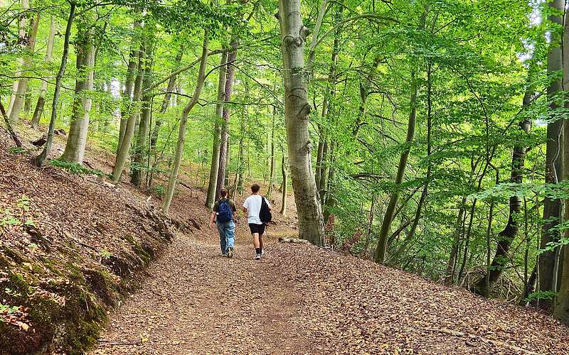 Zwei Wanderer auf einem Waldweg, umgeben von grünen Bäumen