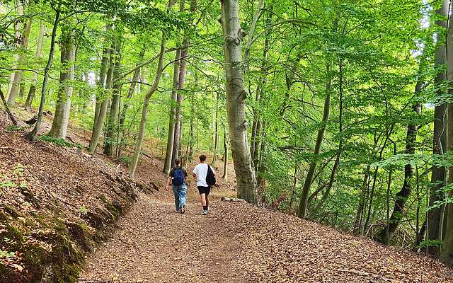 Zwei Wanderer auf einem Waldweg, umgeben von grünen Bäumen